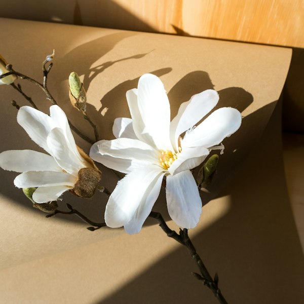 Vita magnoliablommor
